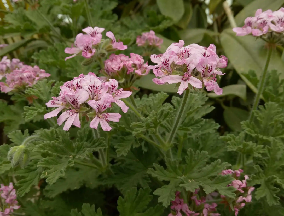 香叶天竺葵因其具有驱蚊挥发性香气而广受欢迎
