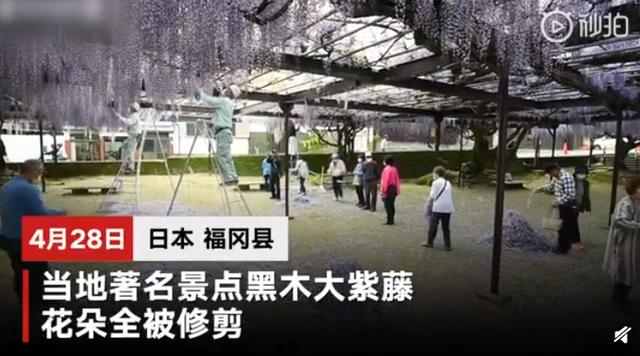 藤萝■为防游客聚集 日本600岁巨型紫藤花被全部剪掉