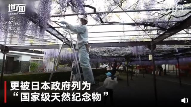 藤萝■为防游客聚集 日本600岁巨型紫藤花被全部剪掉