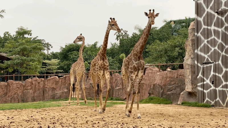 大长腿模特长颈鹿也是非常可爱,会一字排开走路,还会奔跑连猛兽老虎和