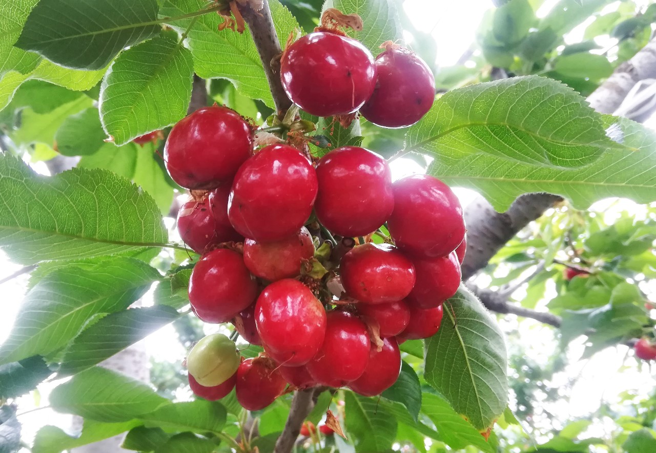 山东沂蒙山旮旯电子商务有限公司在燕崖镇西郑村的樱桃熟了.