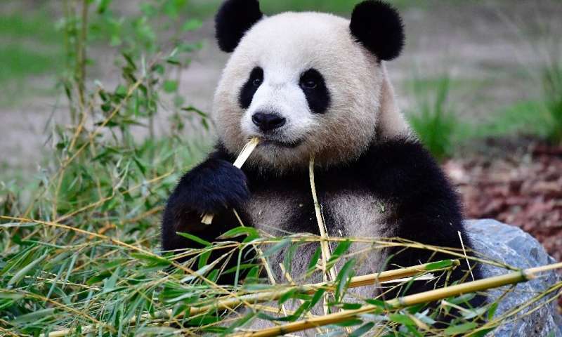 科学▲如果人类每天挥动双手，千万年后会演化出翅膀吗？