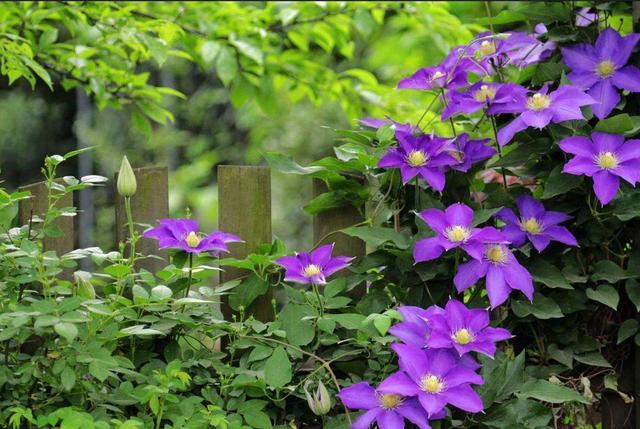 【铁线莲】铁线莲“隐藏”作用知道了，有助于睡眠，养在院子里真不错