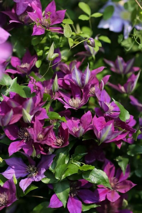 【铁线莲】铁线莲“隐藏”作用知道了，有助于睡眠，养在院子里真不错