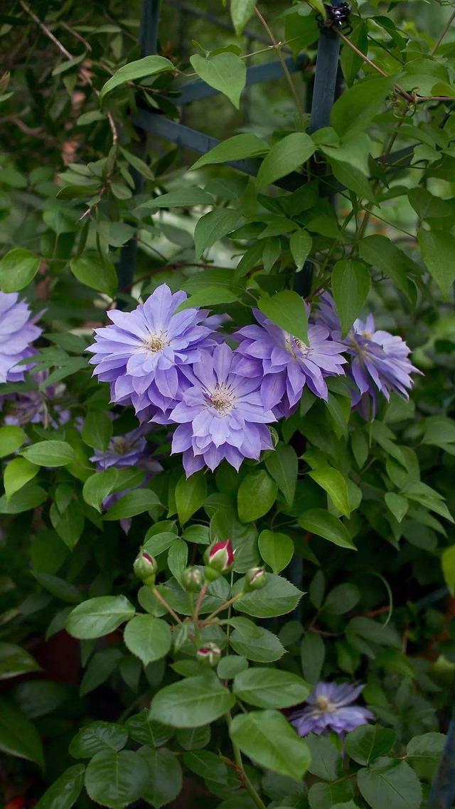 【铁线莲】铁线莲“隐藏”作用知道了，有助于睡眠，养在院子里真不错