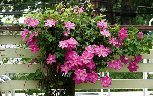 【铁线莲】铁线莲“隐藏”作用知道了，有助于睡眠，养在院子里真不错