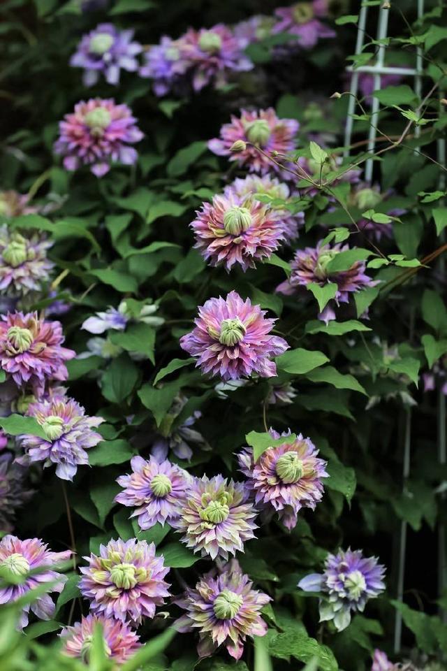 【铁线莲】铁线莲“隐藏”作用知道了，有助于睡眠，养在院子里真不错