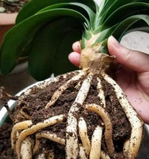 君子兰▲君子兰养出大白根，长寿花开花爆盆，秘密都在盆底