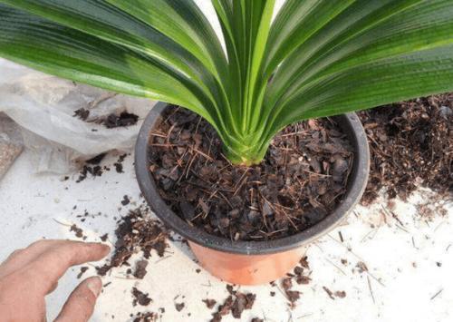 君子兰▲君子兰养出大白根，长寿花开花爆盆，秘密都在盆底