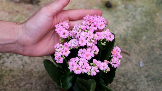 君子兰▲君子兰养出大白根，长寿花开花爆盆，秘密都在盆底