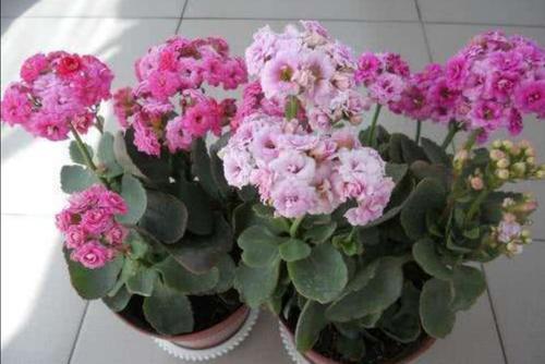 君子兰▲君子兰养出大白根，长寿花开花爆盆，秘密都在盆底