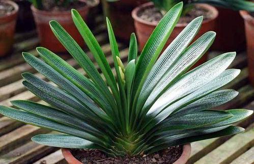 君子兰▲君子兰养出大白根，长寿花开花爆盆，秘密都在盆底