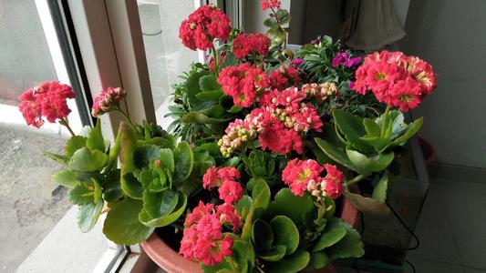 君子兰▲君子兰养出大白根，长寿花开花爆盆，秘密都在盆底