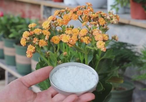 君子兰▲君子兰养出大白根，长寿花开花爆盆，秘密都在盆底