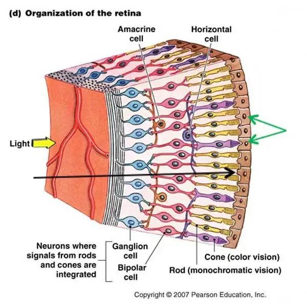 「科学」李治林：物理？生理？心理？——光与视觉「云里·悟理-第21课」