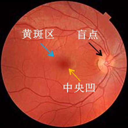 「科学」李治林：物理？生理？心理？——光与视觉「云里·悟理-第21课」