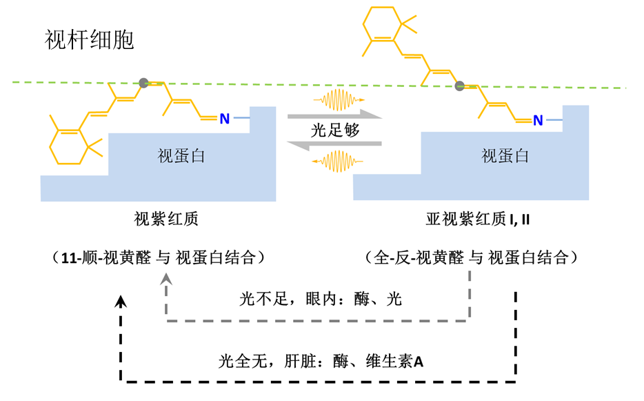 「科学」李治林：物理？生理？心理？——光与视觉「云里·悟理-第21课」