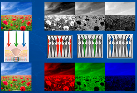 「科学」李治林：物理？生理？心理？——光与视觉「云里·悟理-第21课」