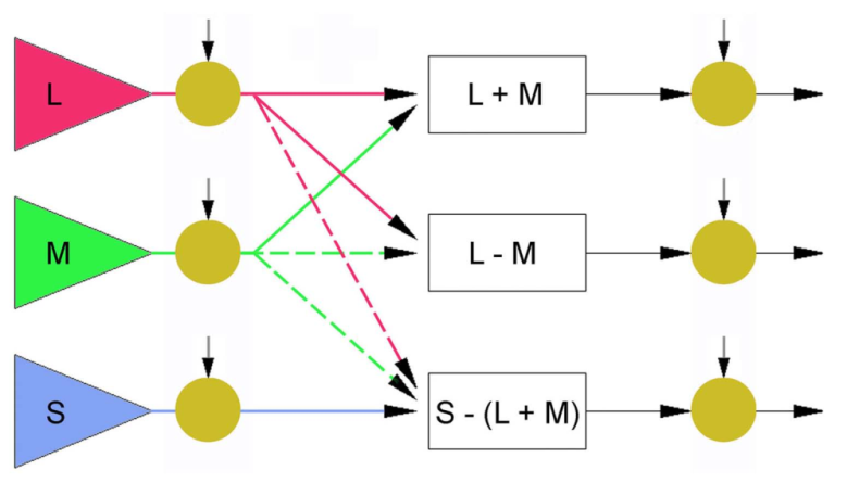 「科学」李治林：物理？生理？心理？——光与视觉「云里·悟理-第21课」