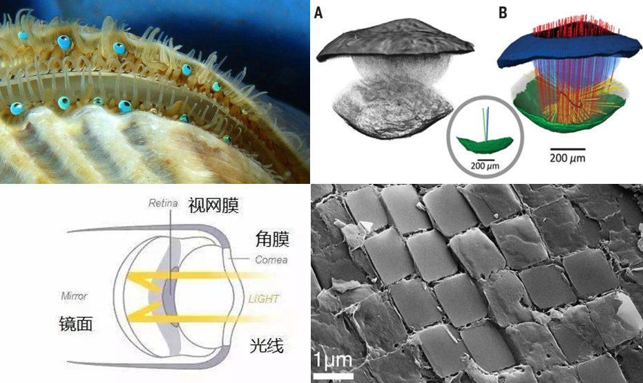 「科学」李治林：物理？生理？心理？——光与视觉「云里·悟理-第21课」