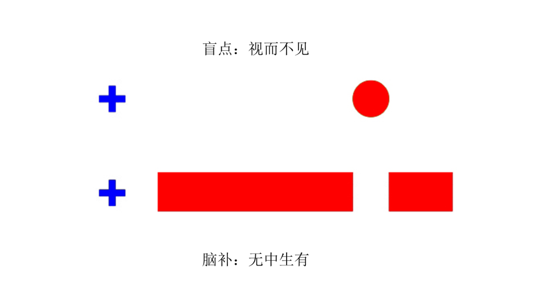 生理盲点图图片