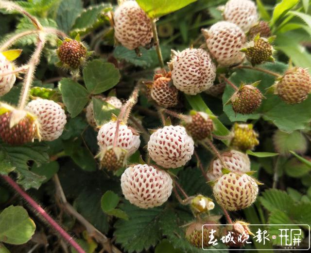 黄萢黑萢紫萢漫山遍野来保山这地品食美味野果爽