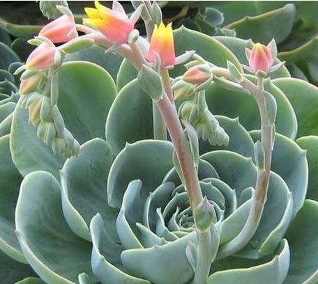 石莲花的几大养护技巧,进入"肉圈"的必备技能,你应该了解