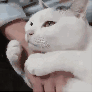 猫揣手手gif,揣手手的猫,猫揣手手图片_大山谷图库