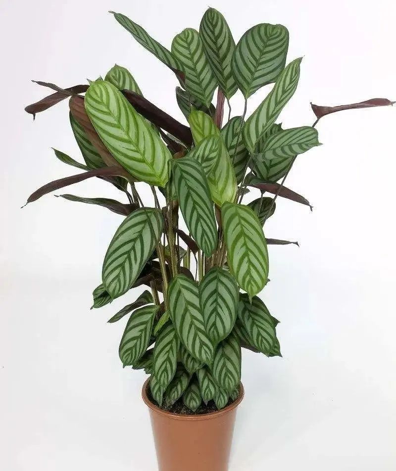 形状如羽毛,青葱宜人的飞羽竹芋,这么养,叶片光洁绿润