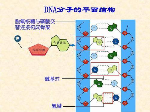 dna总长度比地月距离还长如此长的dna是怎么组装在一起的