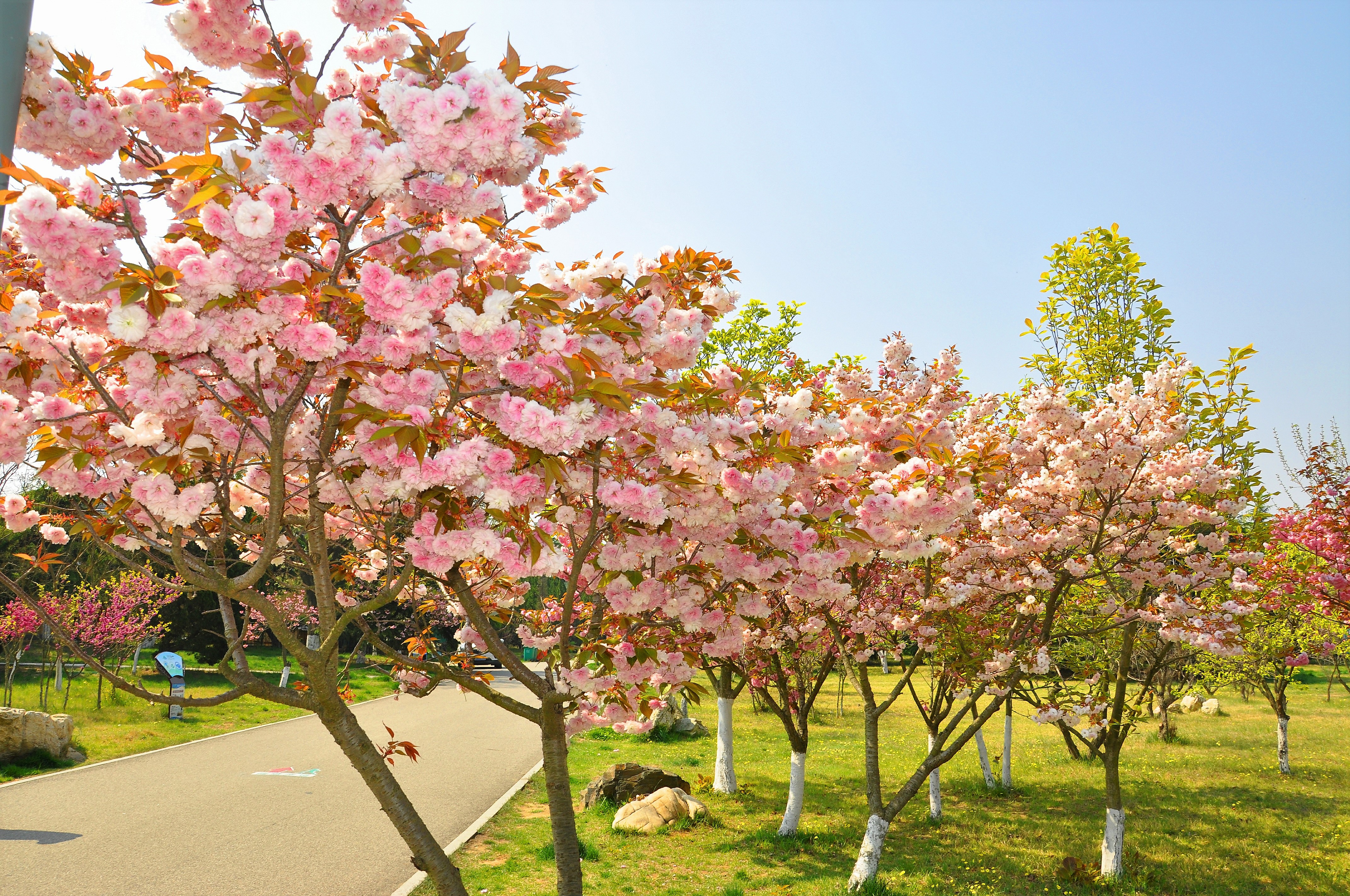五一到乳山河滨公园看樱花遇着樱花树前抬轿的了