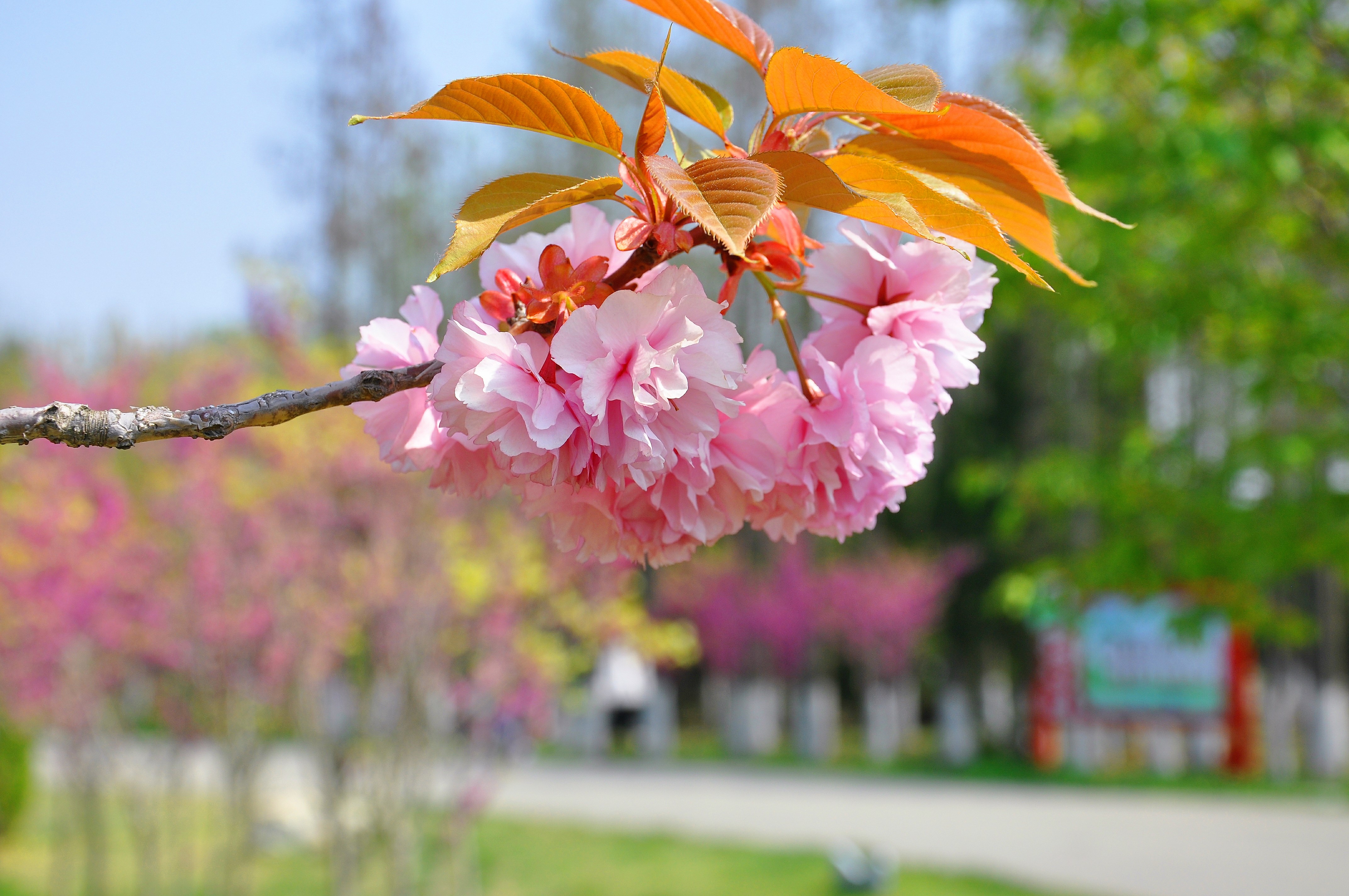 五一到乳山河滨公园看樱花遇着樱花树前抬轿的了
