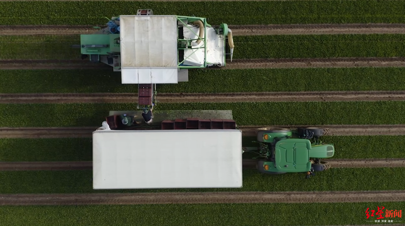 英国工作@英国厨师、工程师、服务员纷纷赴农场干活!原因竟是……