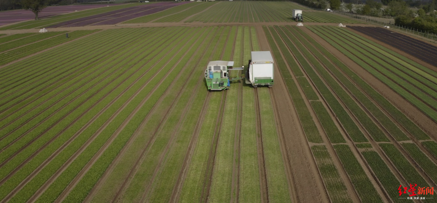 英国工作@英国厨师、工程师、服务员纷纷赴农场干活!原因竟是……