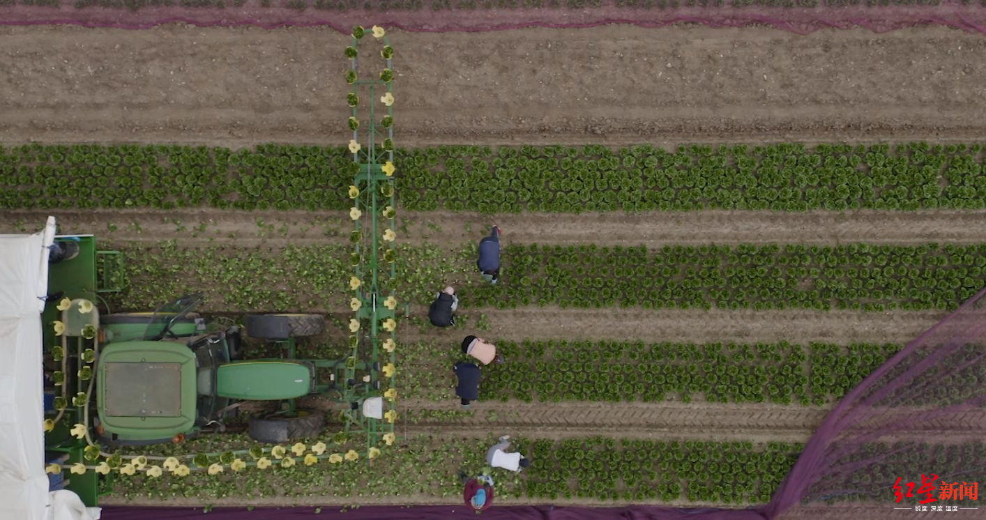 英国工作@英国厨师、工程师、服务员纷纷赴农场干活!原因竟是……