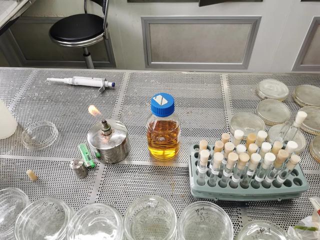 『细菌』不使用公筷，后果惊人