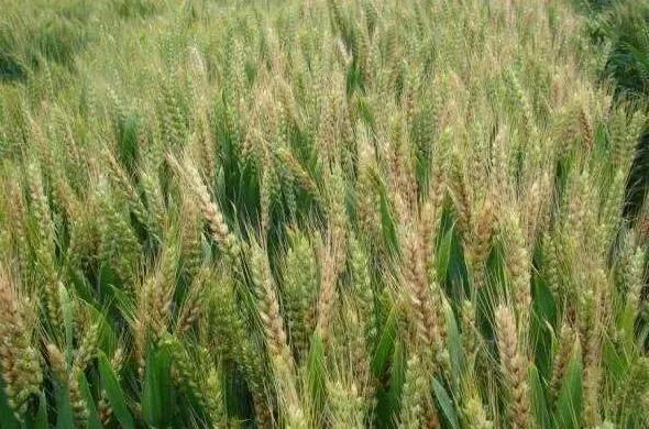 小麦▲紧急预警：今日起全国范围内开始降温降水，警惕小麦这种病害！严重可减产50%