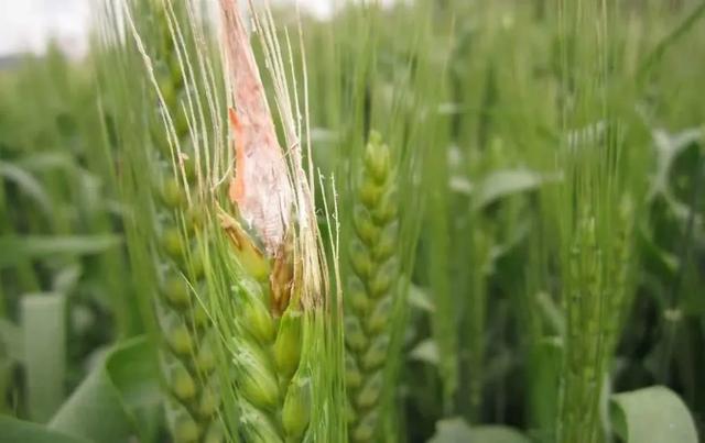 小麦▲紧急预警：今日起全国范围内开始降温降水，警惕小麦这种病害！严重可减产50%