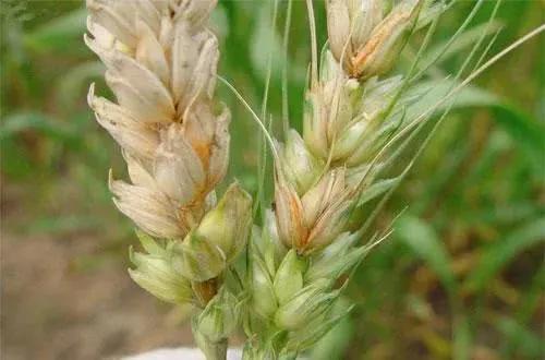 小麦▲紧急预警：今日起全国范围内开始降温降水，警惕小麦这种病害！严重可减产50%