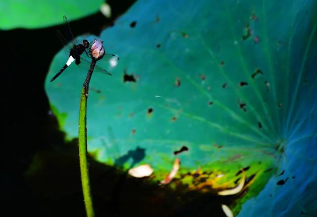 立夏■今日立夏,夏满华夏,情长人间