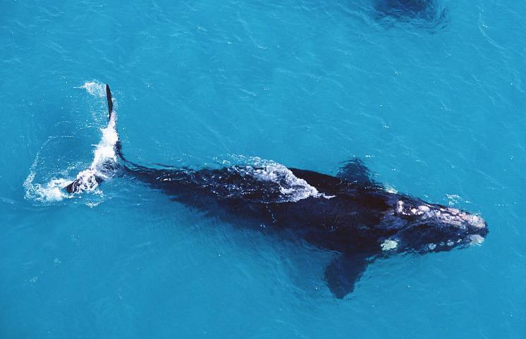鲸鱼一篇臭烘烘的文章，自然界中最壮观的生物爆炸——鲸爆