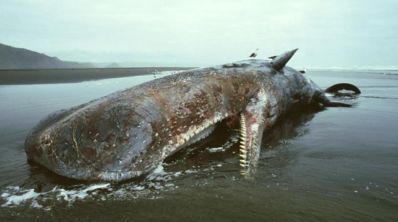 鲸鱼一篇臭烘烘的文章，自然界中最壮观的生物爆炸——鲸爆
