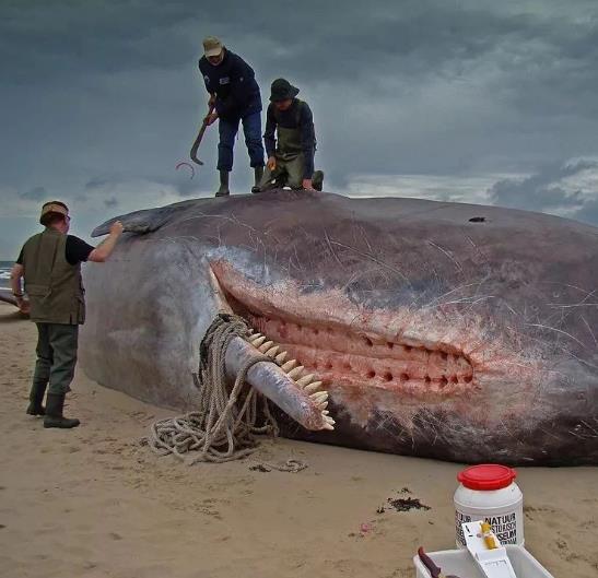鲸鱼一篇臭烘烘的文章，自然界中最壮观的生物爆炸——鲸爆