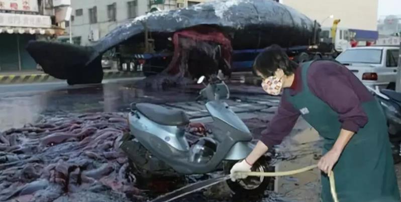 鲸鱼一篇臭烘烘的文章，自然界中最壮观的生物爆炸——鲸爆