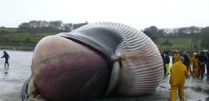 鲸鱼一篇臭烘烘的文章，自然界中最壮观的生物爆炸——鲸爆