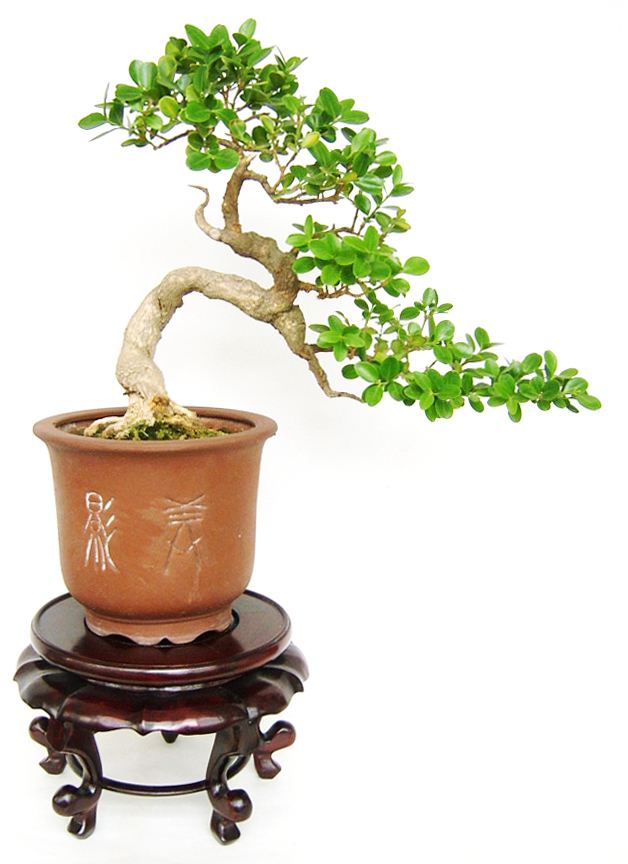 小叶黄杨盆景的养护以及种植心得