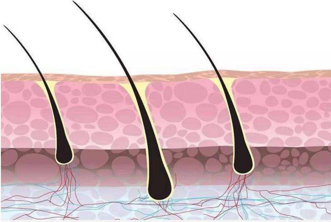 白头发白头发和衰老有关吗？一夜白头有科学依据吗？