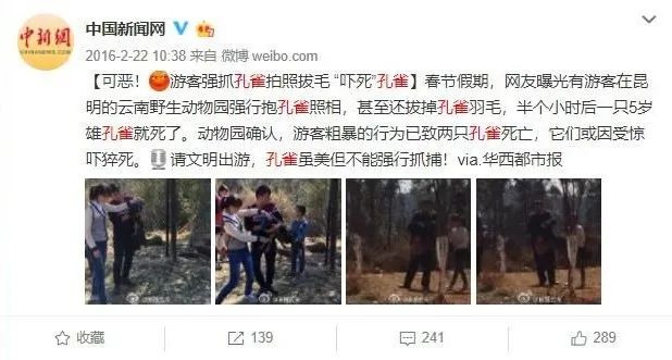 摄影为拍照强按孔雀还拔毛！网友：你的样子真丑