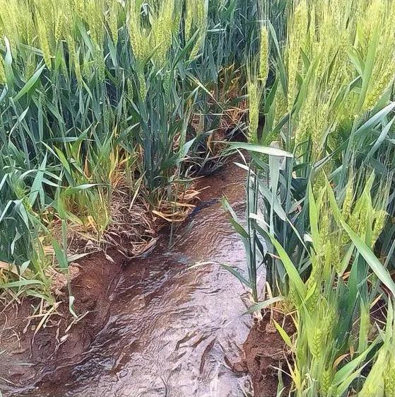 小麦小麦灌浆期做好六点,高产稳产不用愁