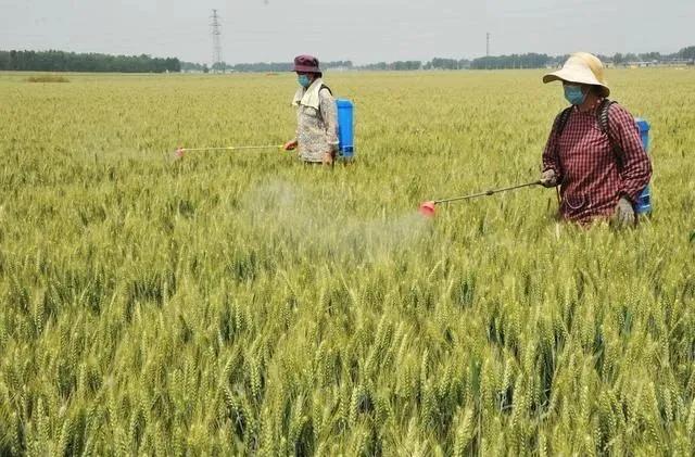 小麦小麦灌浆期做好六点,高产稳产不用愁